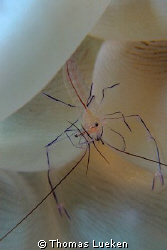 anemone shrimp; D200 by Thomas Lueken 